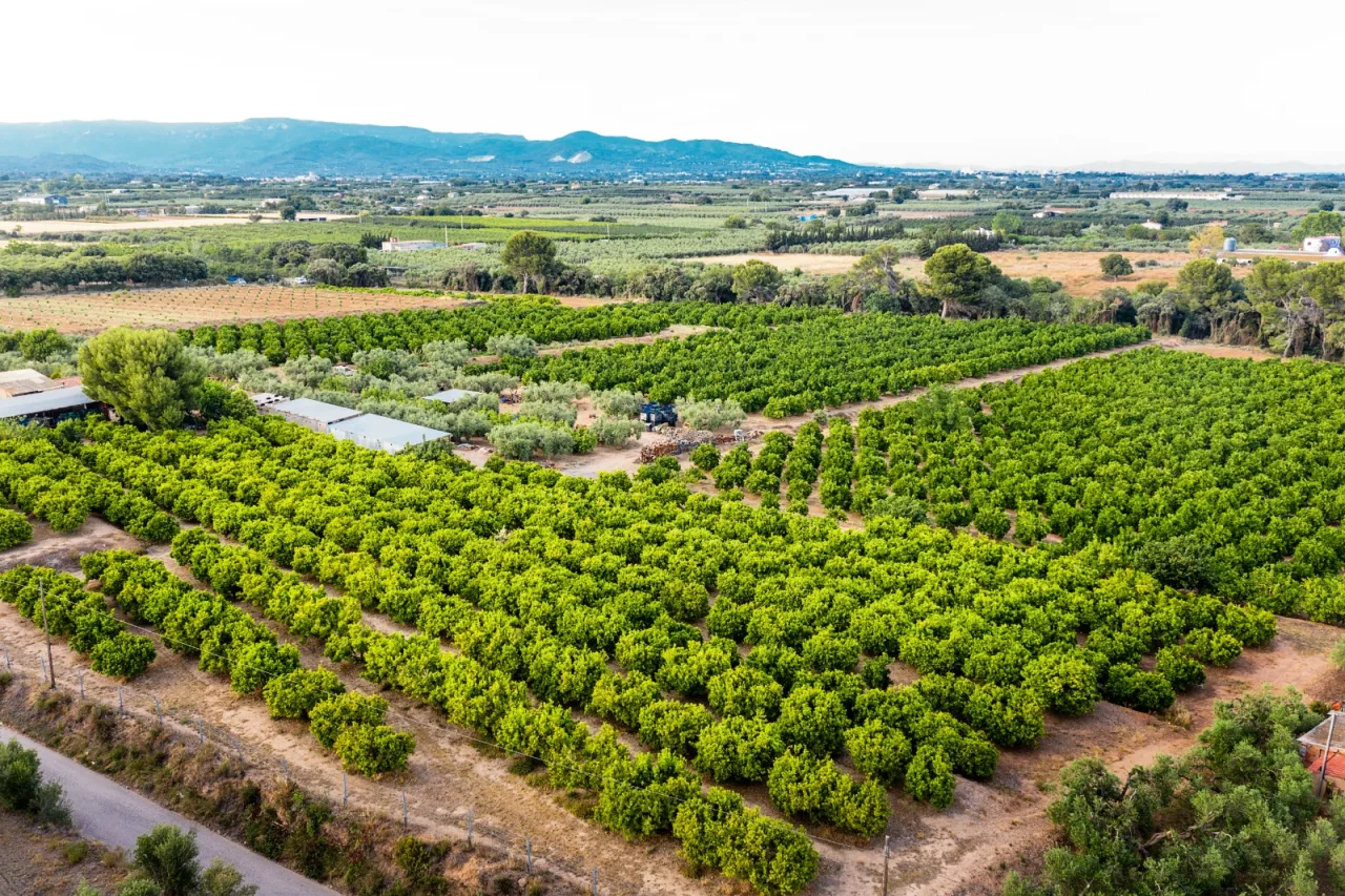 O que mudou na exportação de frutas? Entenda as novas exigências do mercado internacional