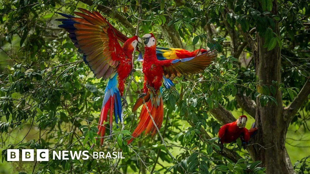 Os cientistas que salvam filhotes de araras de seus pais assassinos