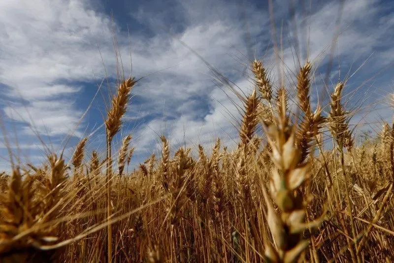 Rio Grande do Sul começa a colheita de trigo, diz Emater