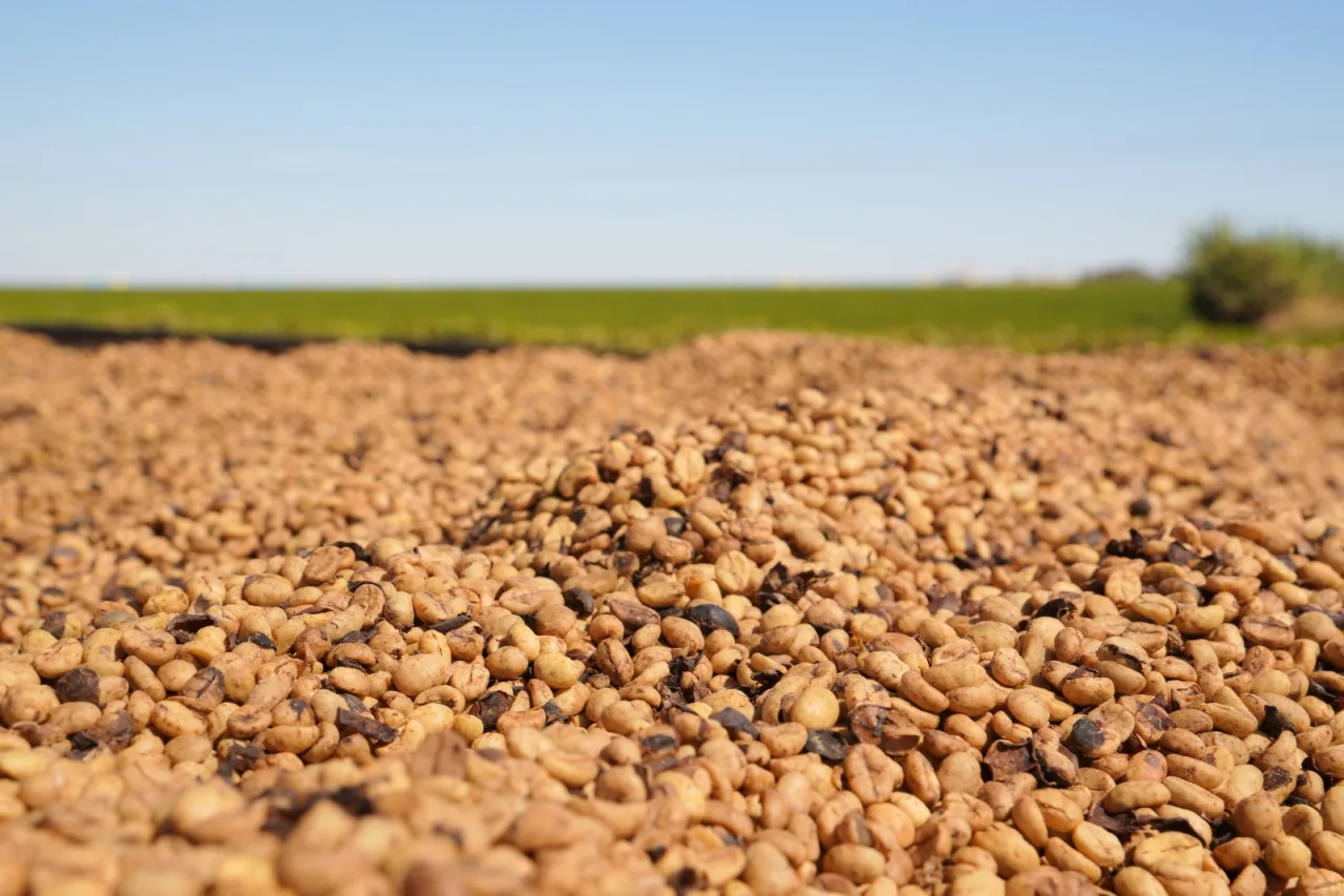 Às vésperas da safra 2026/2027, produtor do Cerrado se prepara para ciclo de maior atenção a clima e manejo
