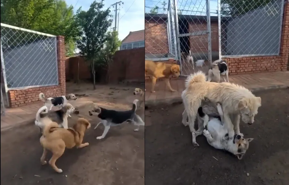 Por que o conceito de “macho alfa” não existe de verdade