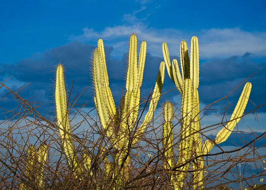 Fungos da Caatinga revelam potencial para o enfrentamento de doenças agrícolas e do calor extremo