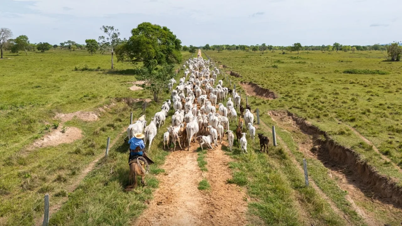 Existe uma vaca líder no rebanho? Entenda a hierarquia dentro do pasto