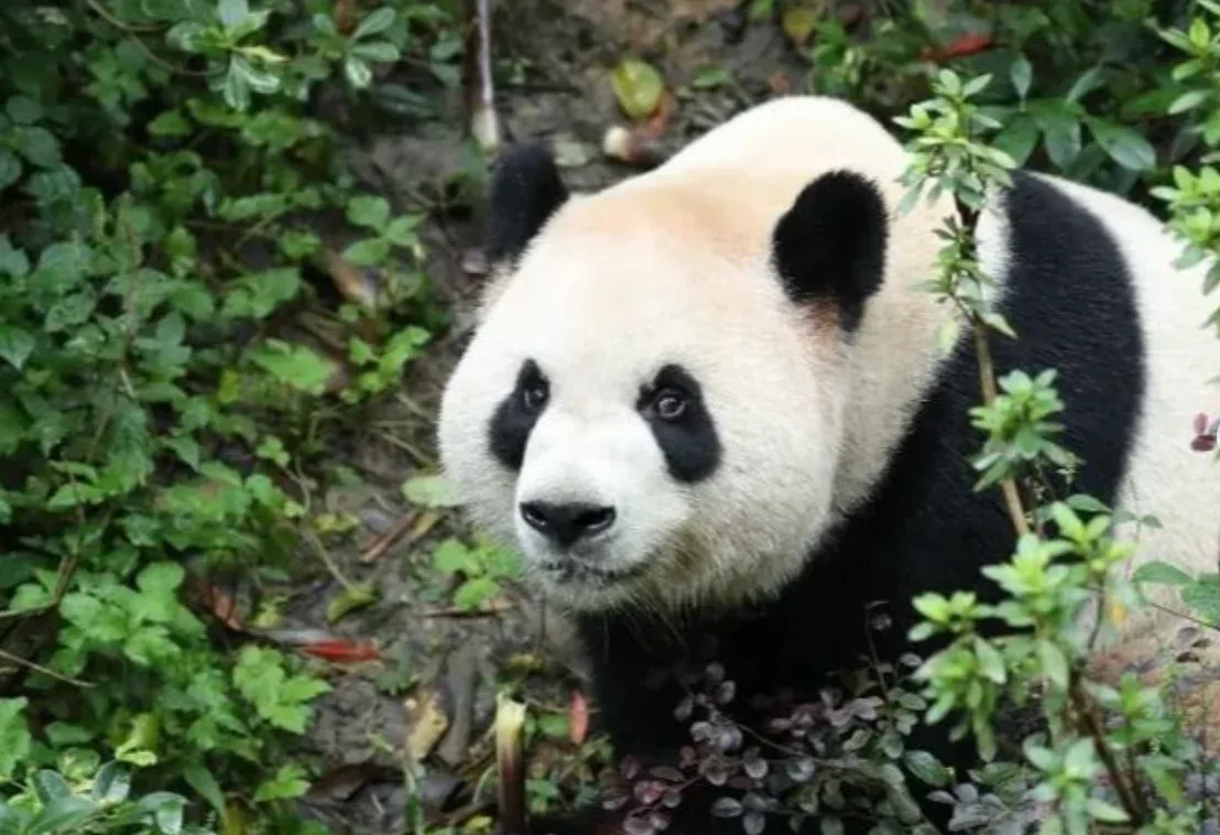 China envia pandas-gigantes aos EUA após encontro entre Xi Jinping e Donald Trump