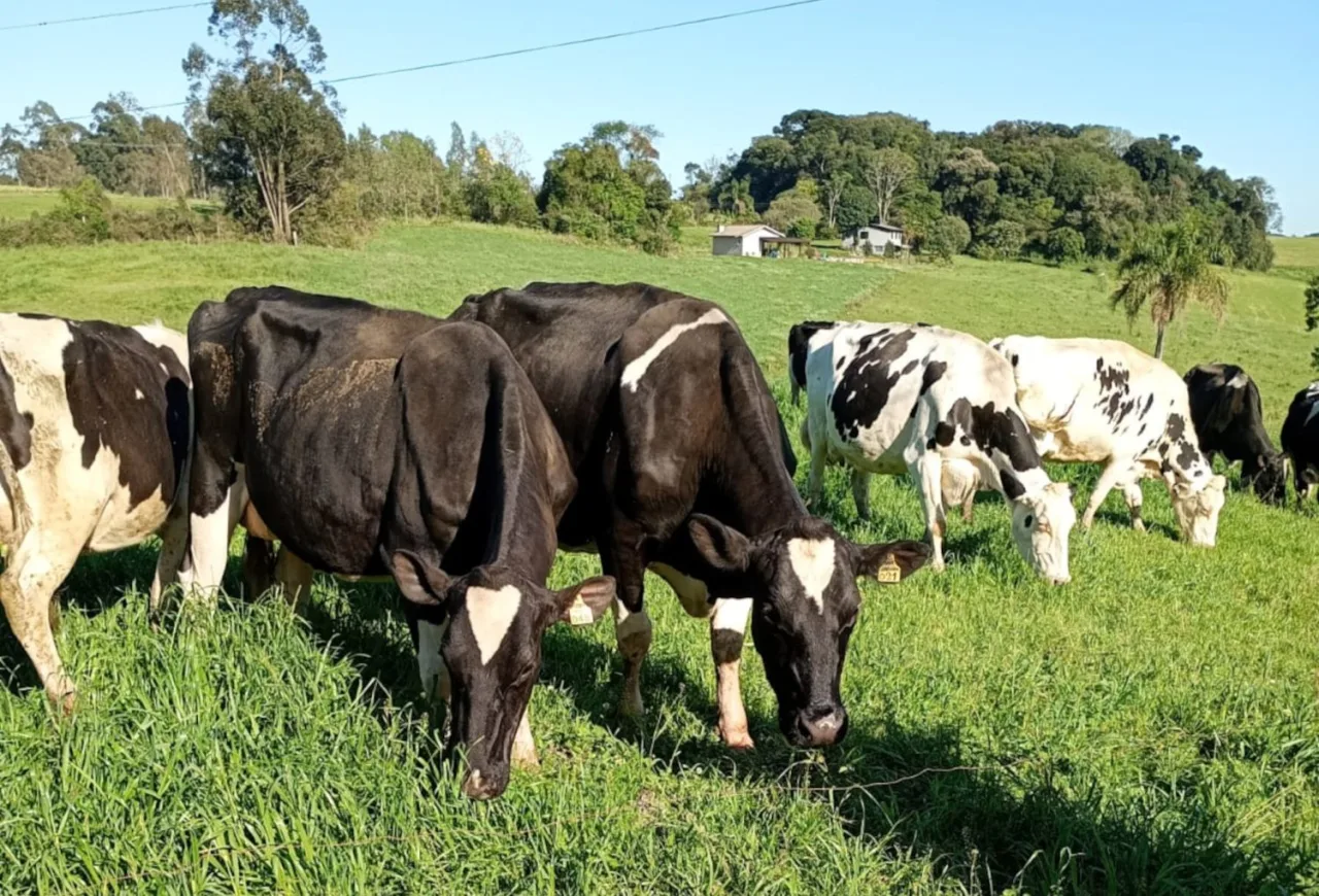 Fundesa-RS começa a cobrar R$ 1,33 por animal de produtores; entenda a nova cobrança