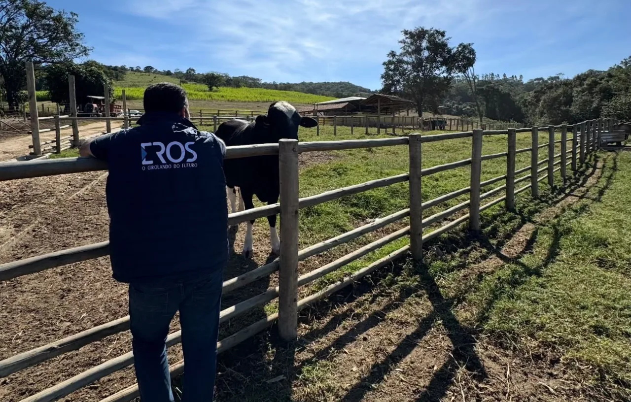 Conheça o homem dono de mais de 30 touros Girolando em central de sêmen
