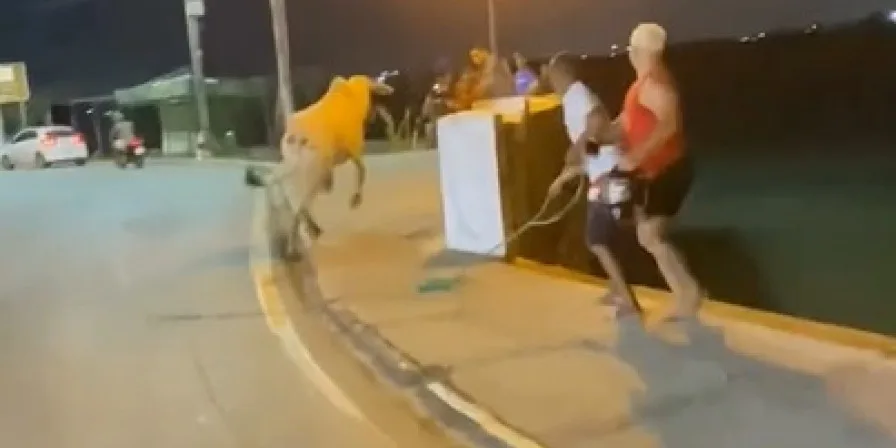 Boi desgovernado provoca correria, fere homem e cai no mar em São Luís; veja vídeo