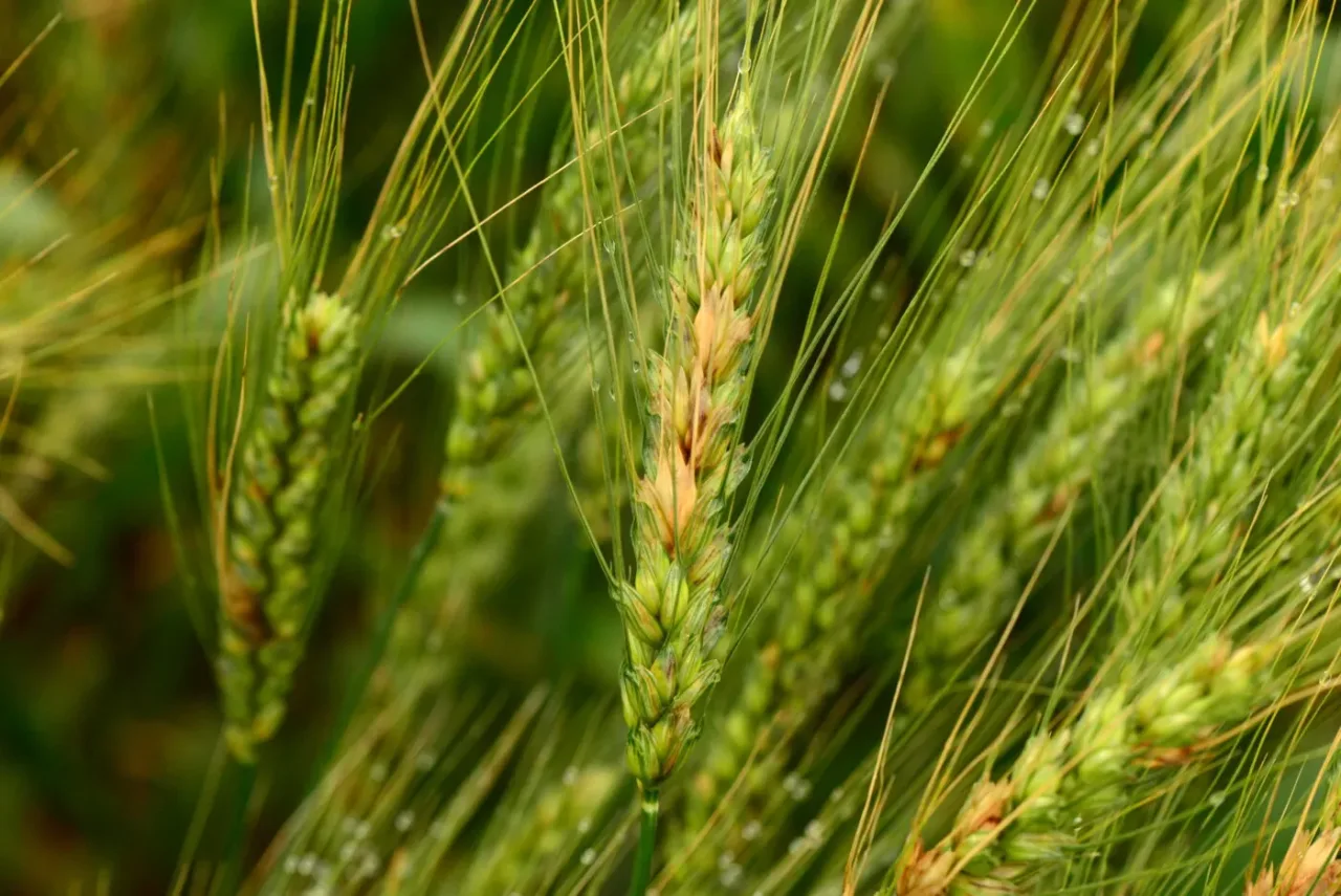Bactérias viram “escudo” para o trigo e reduzem em 60% doença que ataca as raízes