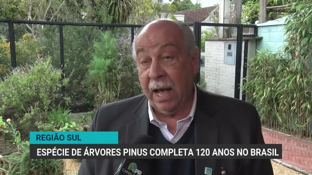 Pinus completa 120 anos no Brasil e enfrenta desafios de exportação