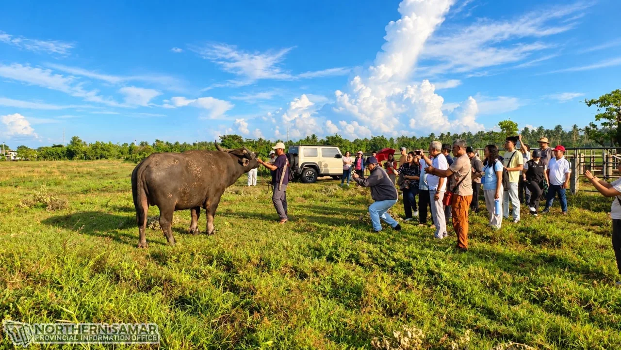 Búfalos de tamanho fora do comum viram alvo de estudo para produção de carne e leite