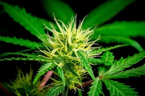 Ações de segurança eliminam 35 mil plantas de maconha e causam prejuízo milionário ao crime no Maranhão