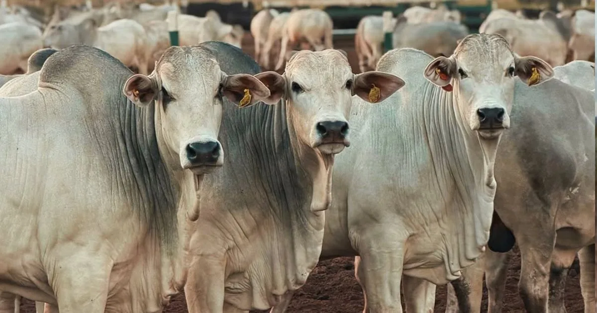 Arroba do boi pode ganhar força em setembro com EUA; veja como fica essa semana