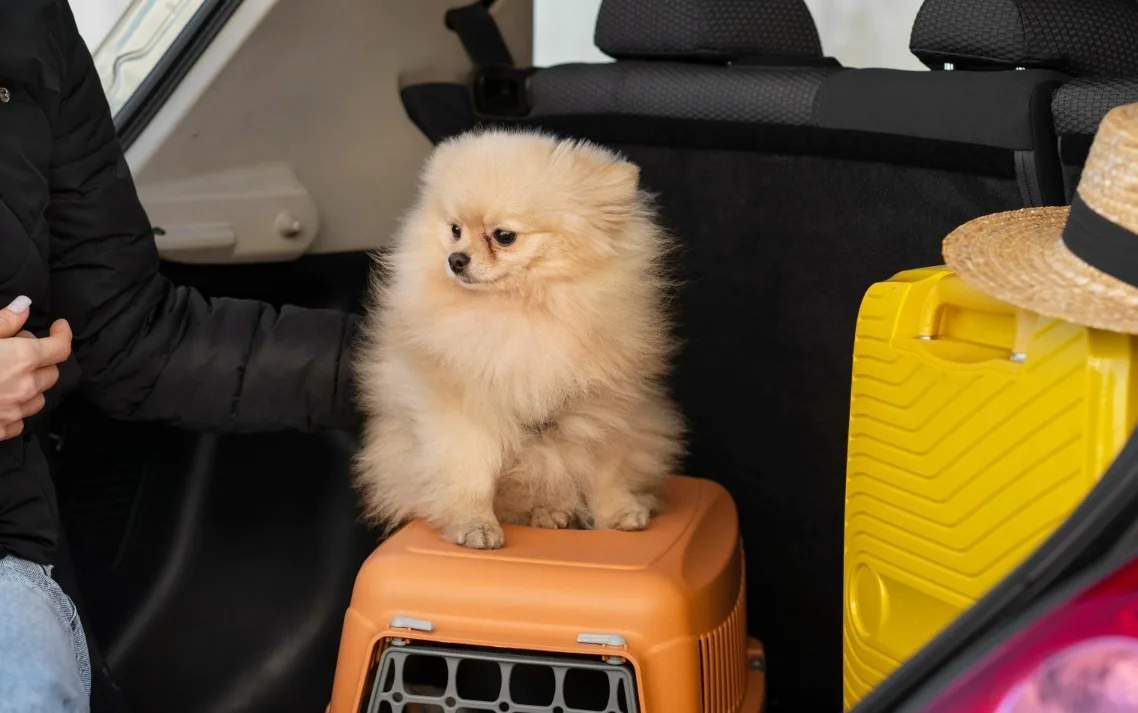 9ª Feijoada dos Pets promove música, solidariedade em prol de animais resgatados