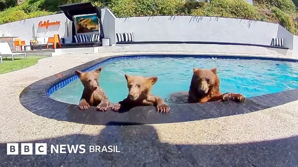 'Compartilhamos a casa com uma família de ursos que toma banho vários dias por semana na nossa piscina'