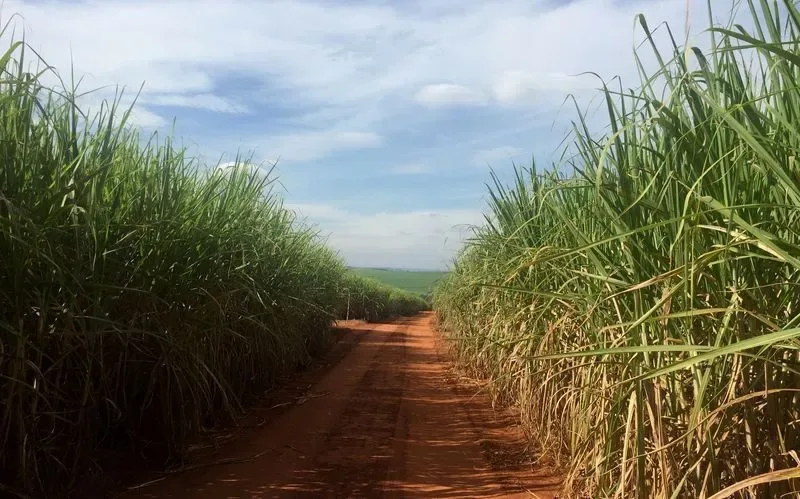 Safra 2025/26 termina com colheita recorde, aponta Conab