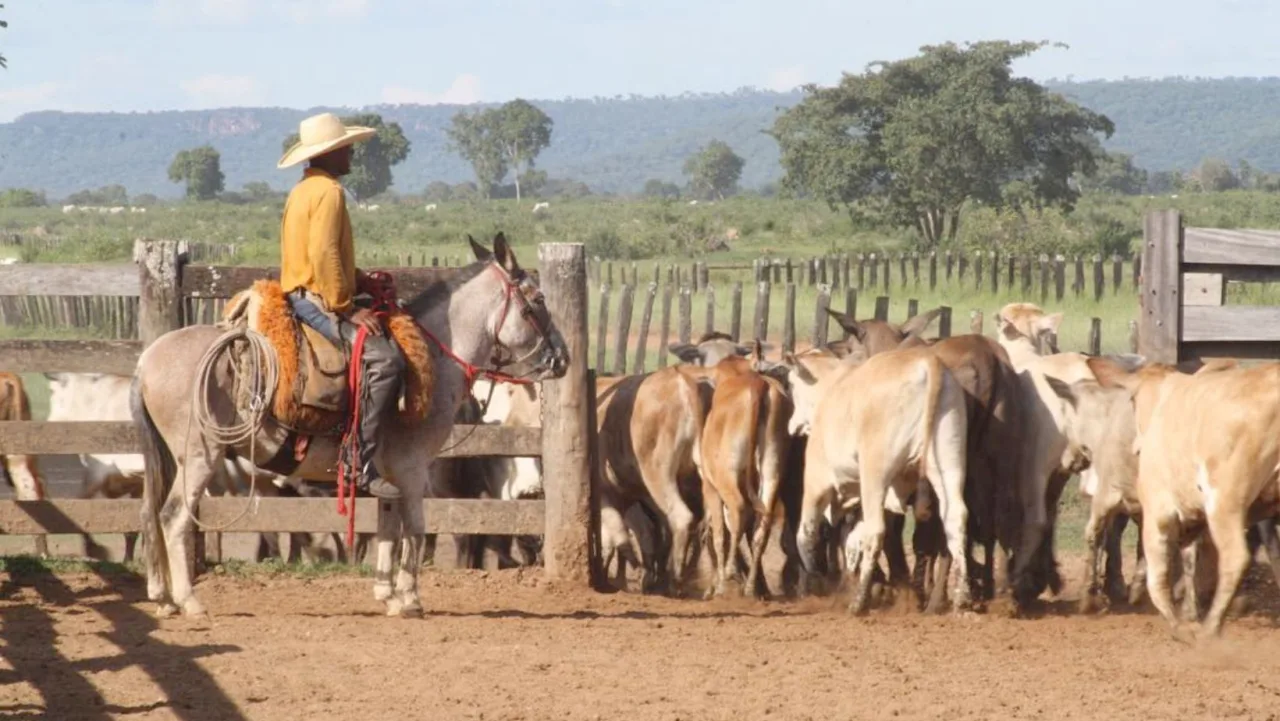 Pecuária promete alta, mas lucro dependerá desta conta dentro da fazenda