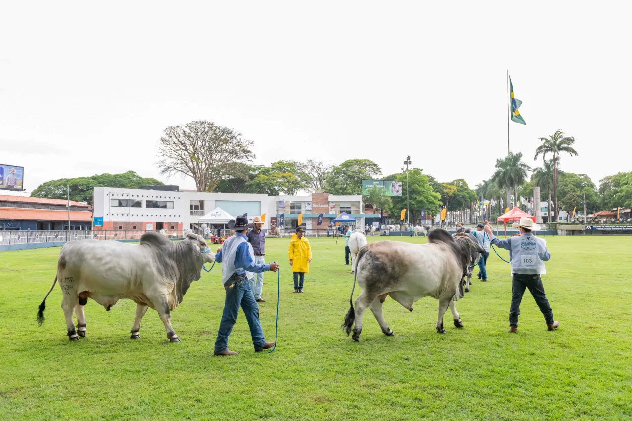 Associação de Brahman abre inscrições de animais para a 22ª ExpoBrahman