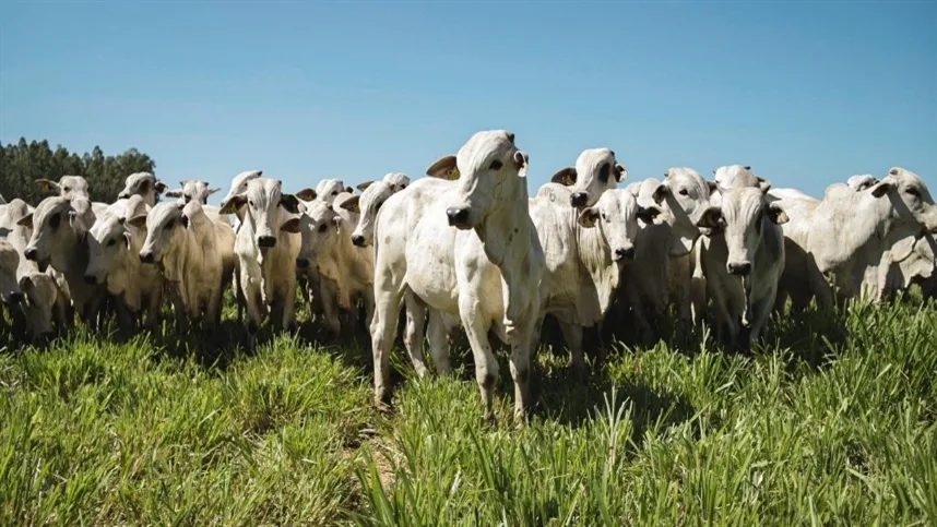 Boi gordo inicia setembro com oferta ajustada e mercado vê espaço para reação da arroba