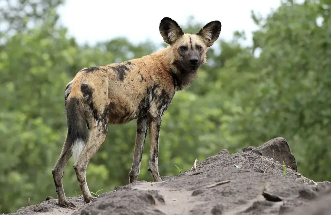 Cães-selvagens vivem 'odisseia' percorrem 4 mil km e quebram recorde entre mamíferos africanos