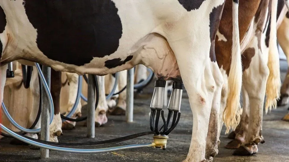 Custo de produção de leite sobe 4,13% no ano e pressiona margem do produtor