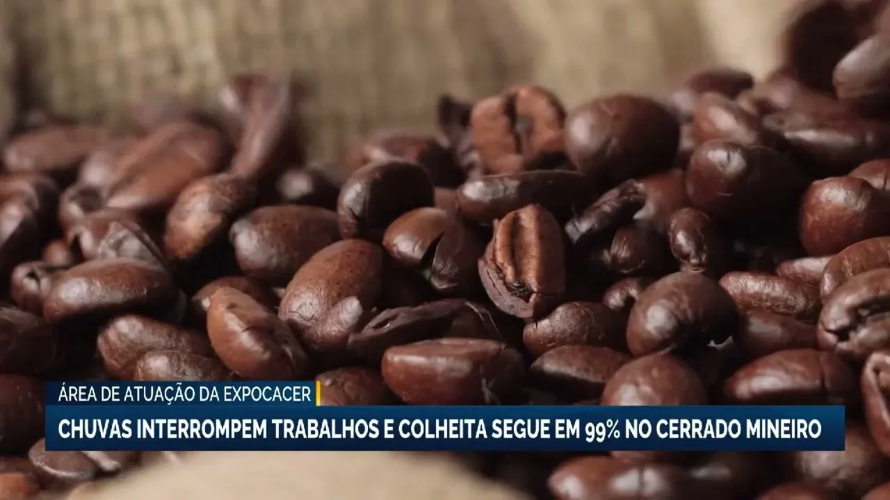 Chuvas interrompem colheita de café no Cerrado Mineiro e impactam safra futura