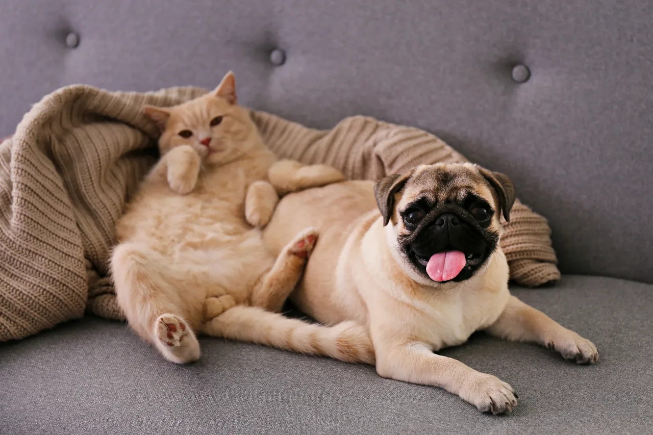 50 nomes para cachorros e gatos fêmea: veja opções criativas e fofas