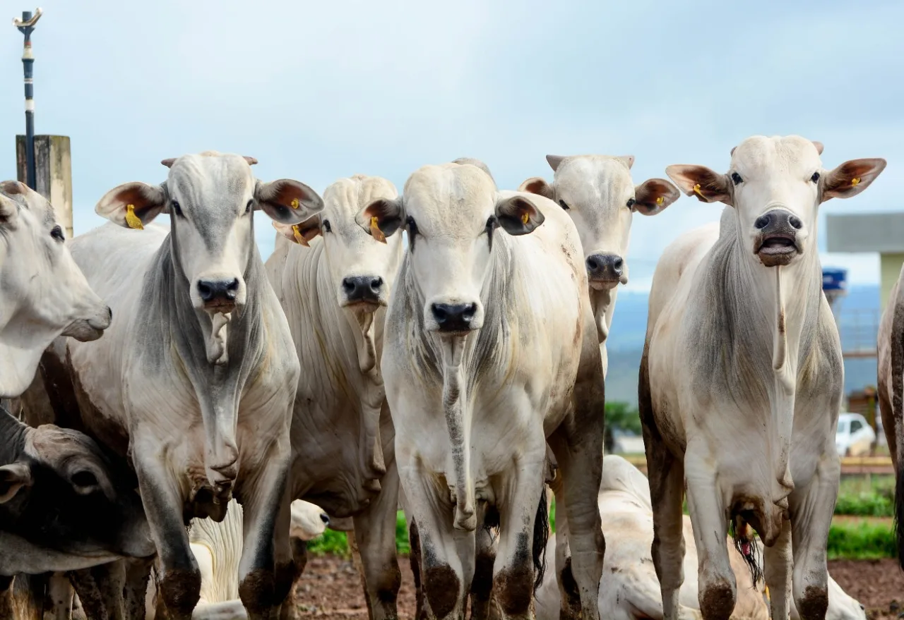 Pecuária responde por um terço da proteína global, revela FAO