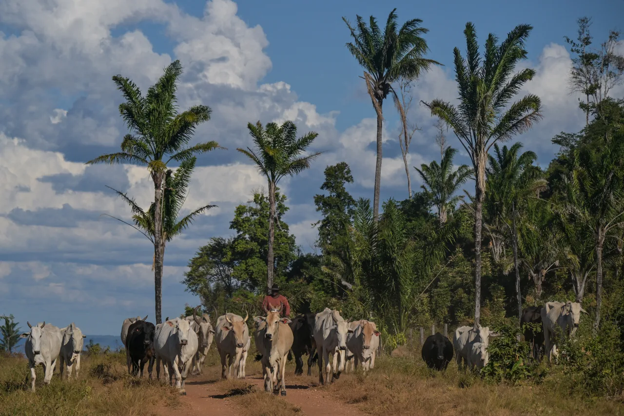 Brasil tem mais de 1 boi e quase 8 galinhas por brasileiro; veja onde estão e conheça a cidade que tem quase 400 galinhas por habitante