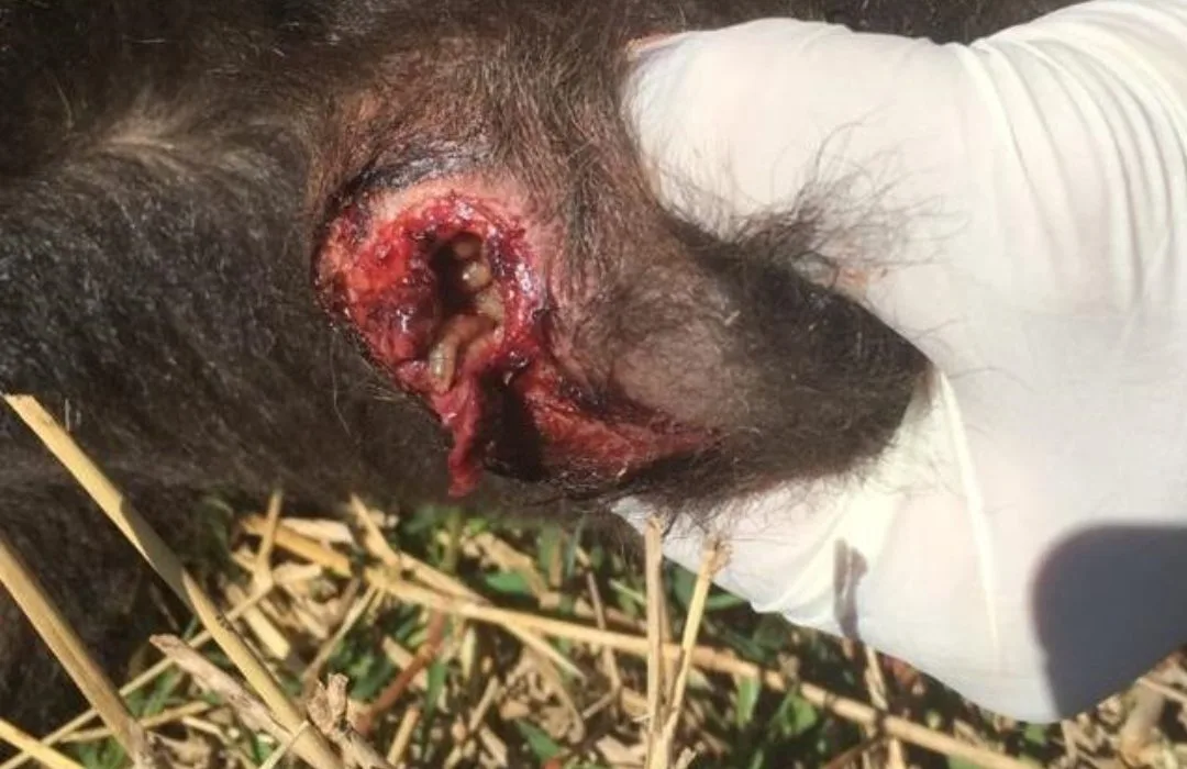 Após décadas sem casos, mosca-da-bicheira volta a atingir cavalo nos Estados Unidos