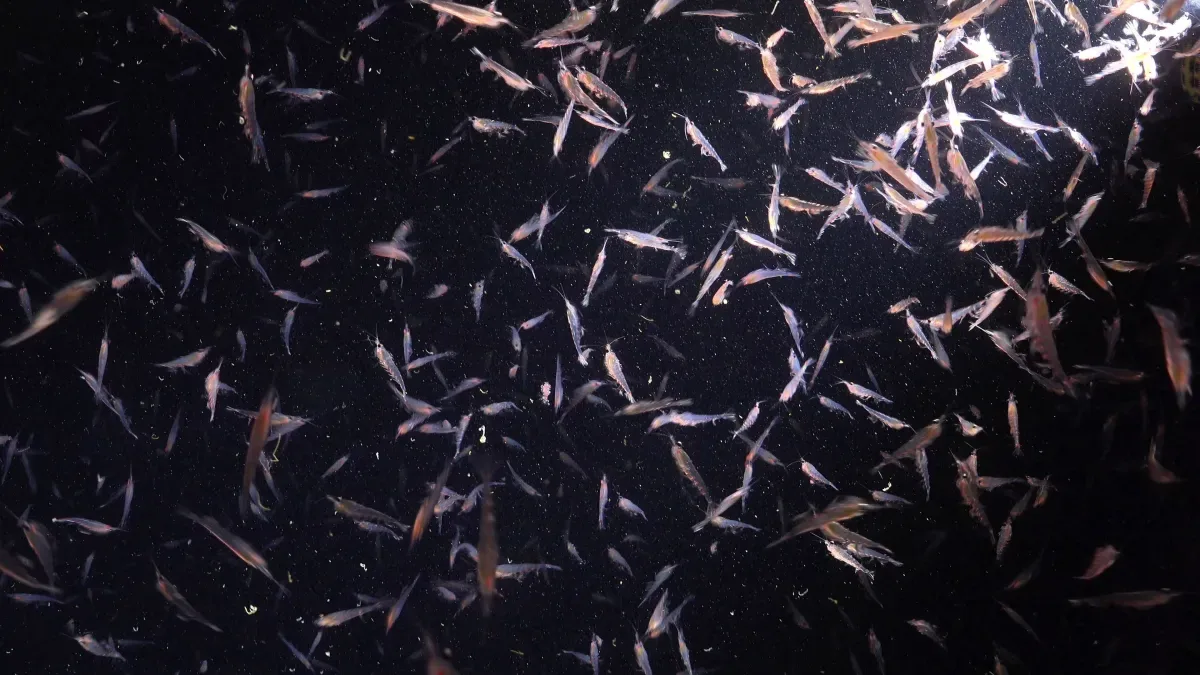 Cientistas colocaram transmissores em ‘unicórnios do mar’ no Ártico. Os dados que trouxeram foram alarmantes