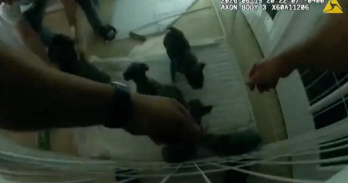 Câmera corporal filma policiais salvando filhotes de casa em chamas nos EUA; veja vídeo
