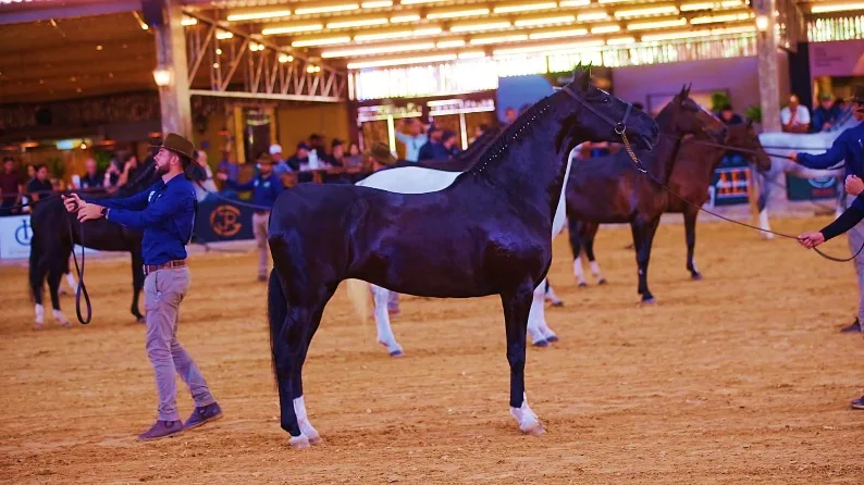 24ª Exposição Brasileira do Cavalo Mangalarga recebe criadores e admiradores da raça em Varginha (MG)