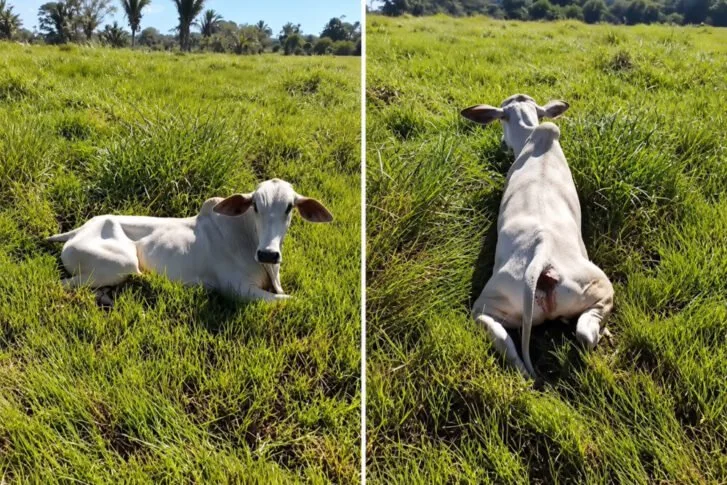 Foco de raiva acende alerta em Rondônia após 14 animais testarem positivo