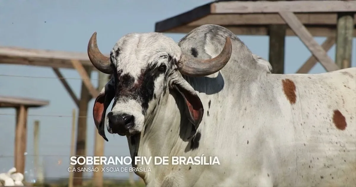 Novo índice de oócitos do Gir Leiteiro gera debate: onde ficou Teatro da Silvânia?