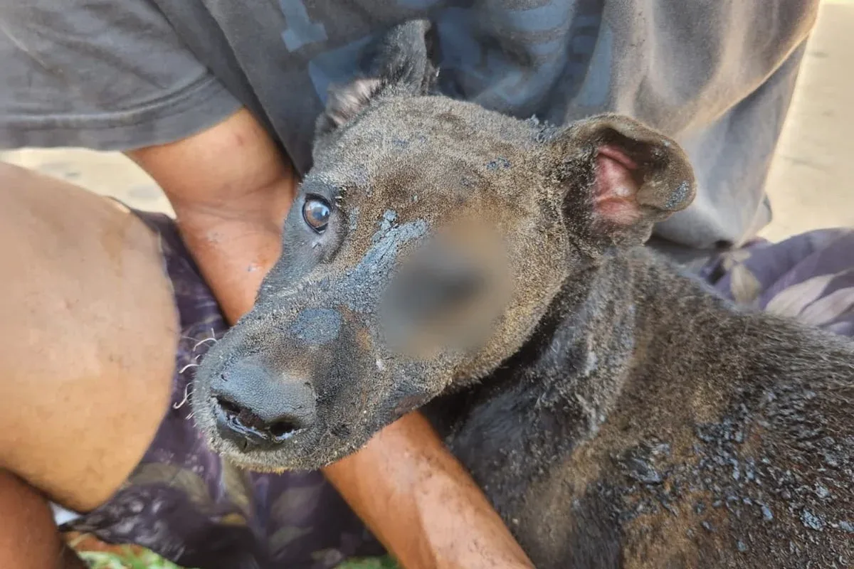 Por vingança, mulher ateia fogo em barraco com cachorro dentro no DF