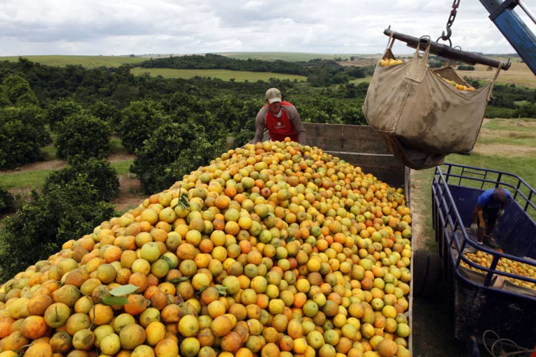 Conab realizará leilão de apoio ao escoamento da safra de laranja