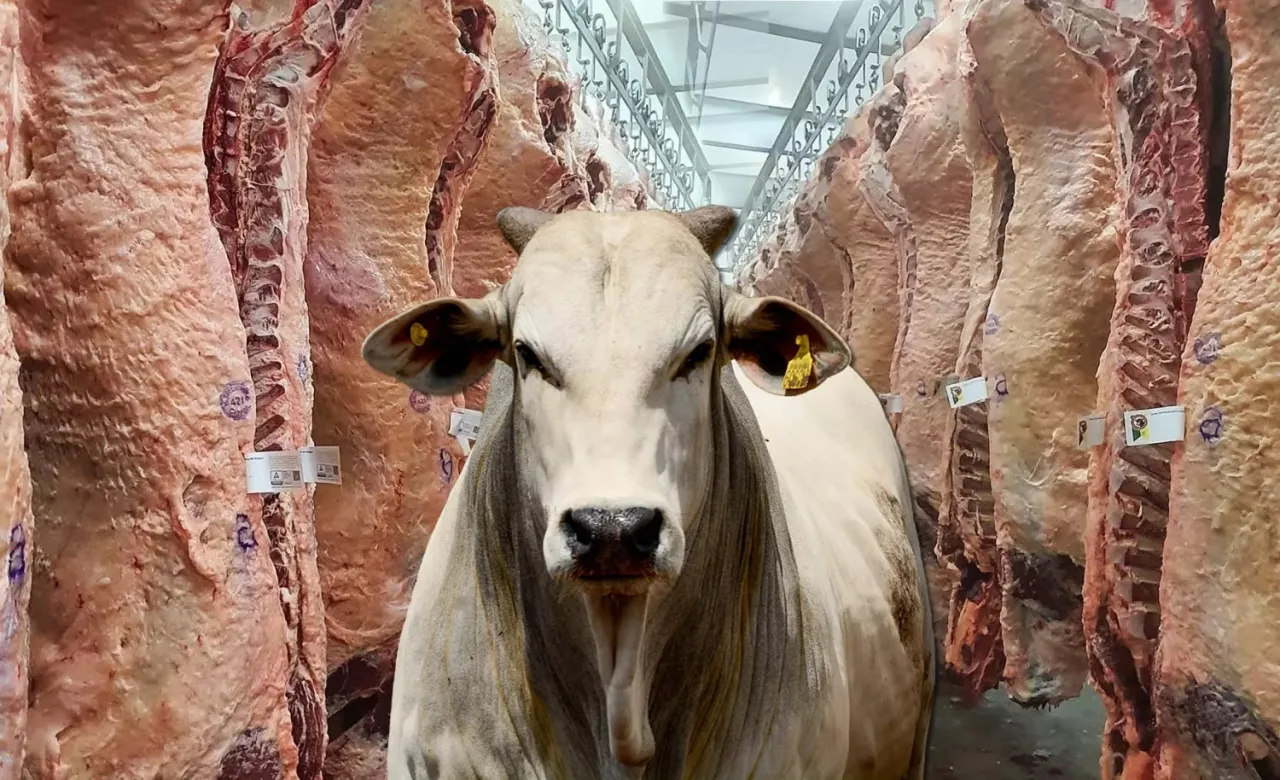 Exportações de carne bovina recuam em agosto, mas acesso a nova quota dos EUA deve contribuir para amenizar efeitos China e UR