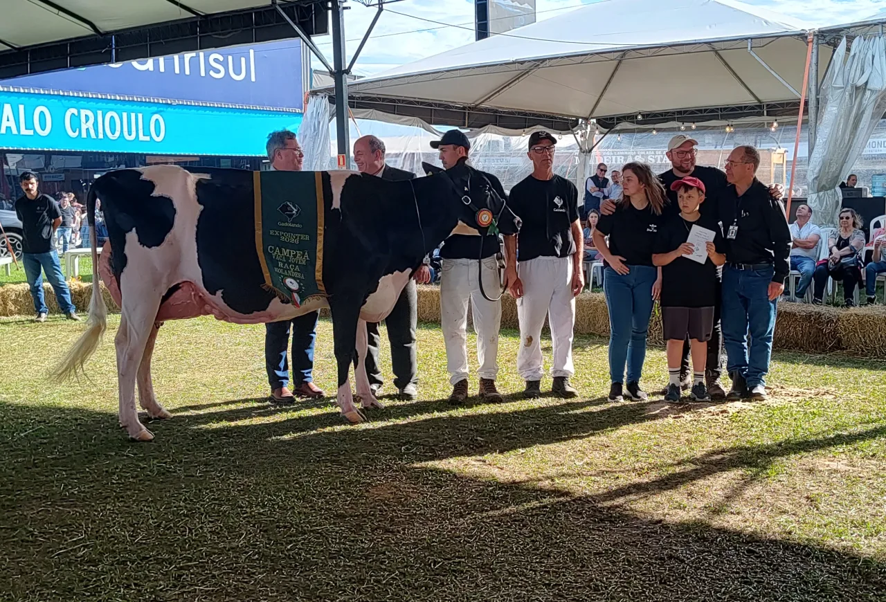 Conheça as campeãs do julgamento morfológico da raça holandesa na Exponter