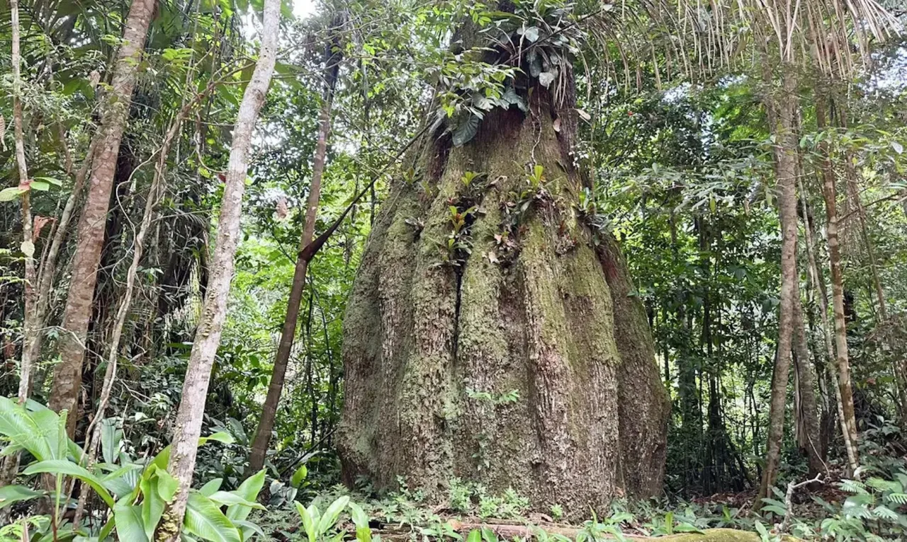 Amazonas ganha 4 reservas de desenvolvimento sustentável