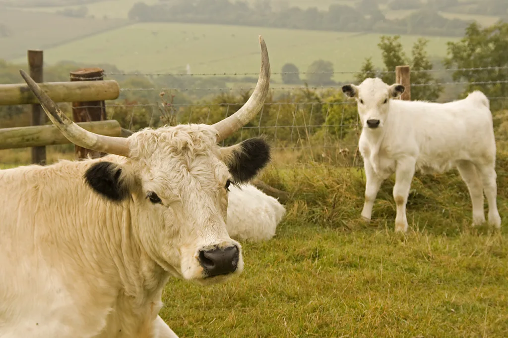 White Park: raça bovina milenar ligada aos celtas corre risco de desaparecer