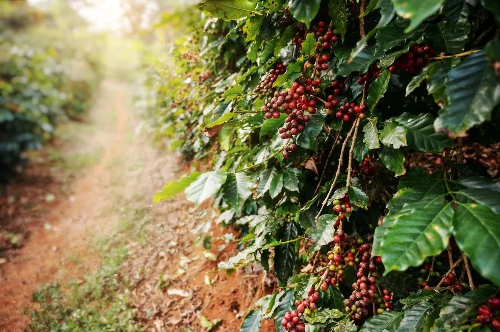 Menor qualidade e estoques reduzidos em NY elevam cotações do café arábica