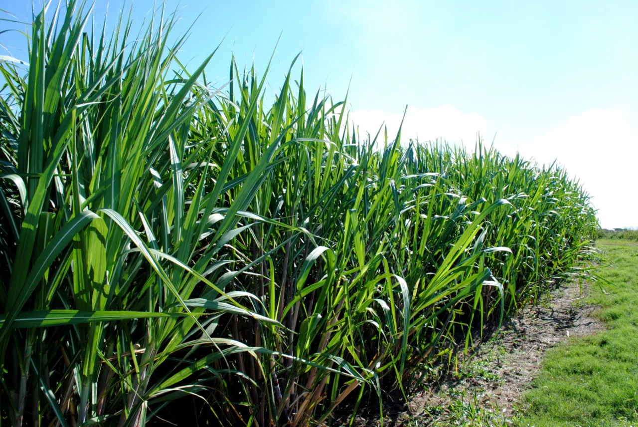 Gigante da agricultura digital compra empresa brasileira de inteligência para canaviais