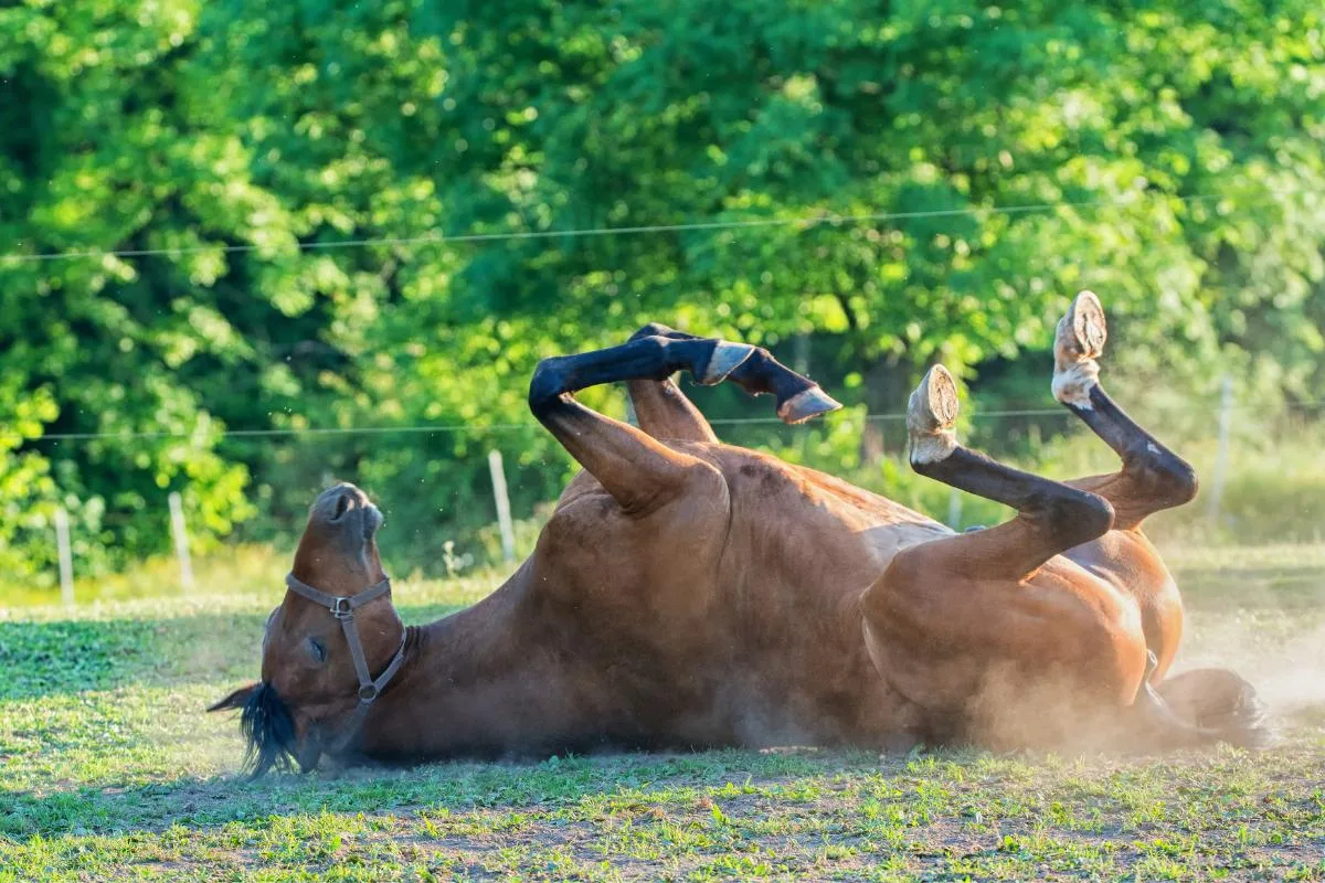 Cólica é um dos pontos fracos dos cavalos, e a explicação está na anatomia