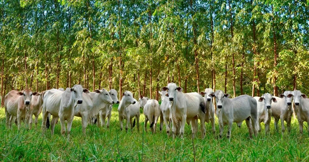 FAO reconhece projeto brasileiro de redução de metano na pecuária