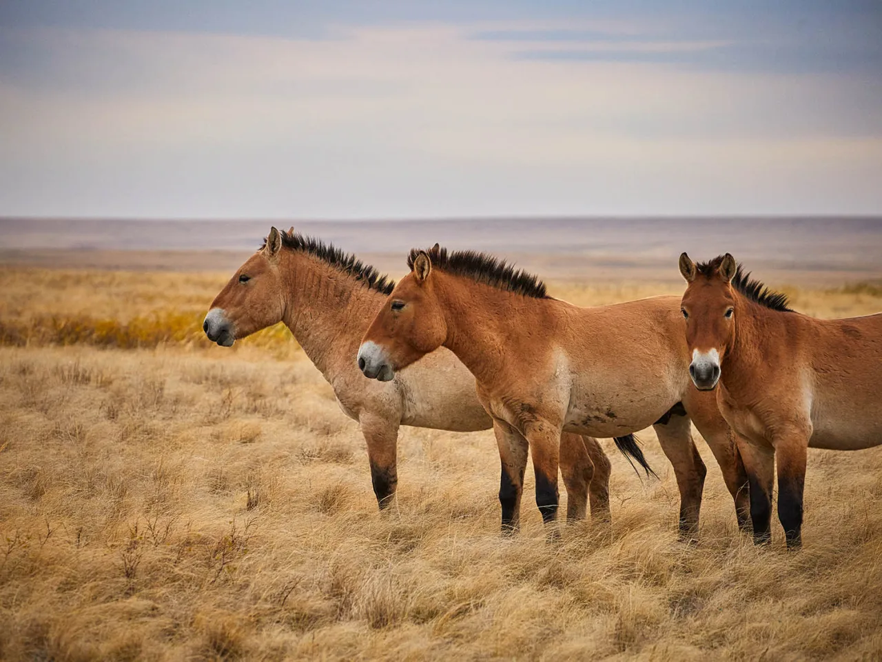 Extinto na natureza por quase 30 anos, cavalo selvagem volta a correr livre e já soma 354 animais
