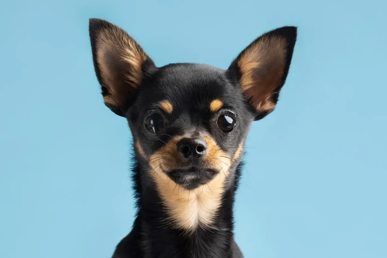 Chihuahua tem DNA de coiote? Estudo revela origem surpreendente da raça