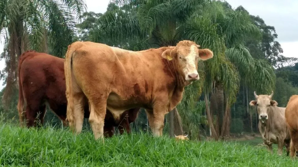 Papilomatose bovina: o que fazer quando as verrugas começam a se espalhar no rebanho