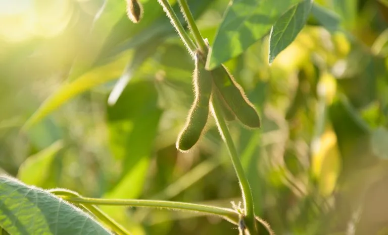 Embrapa analisa 423 cultivares de soja e encontra característica importante em apenas 15% delas