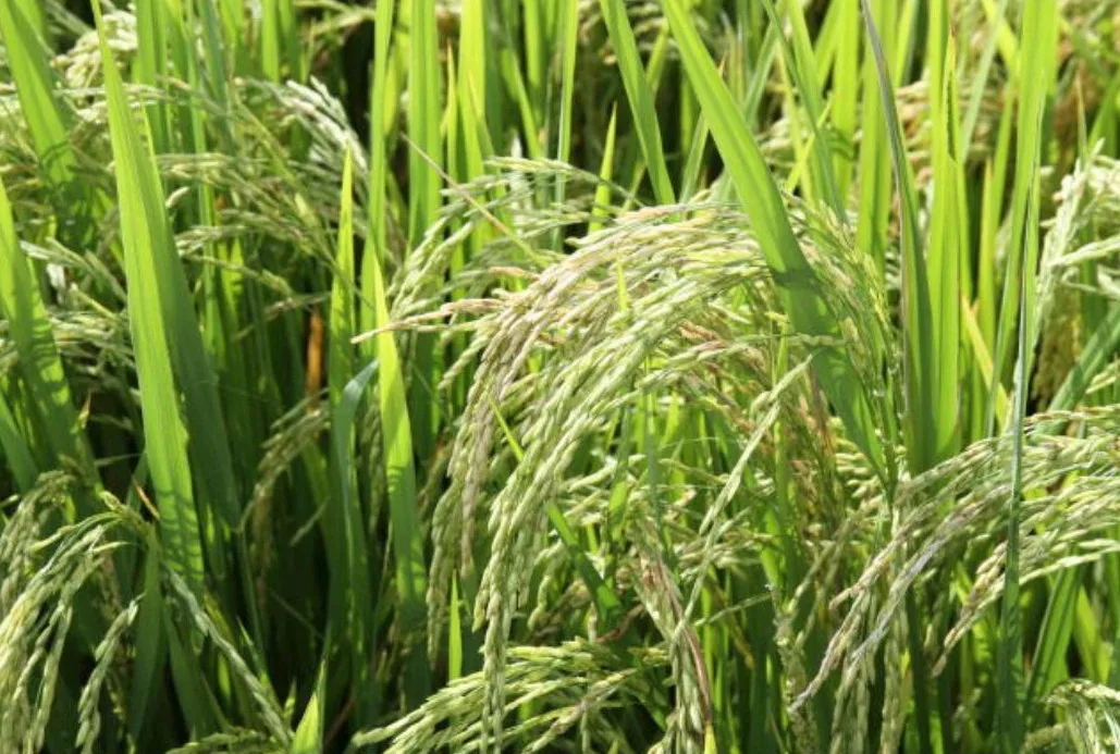 Arroz verde pode abrir nova frente de produção em meio ao risco de seca