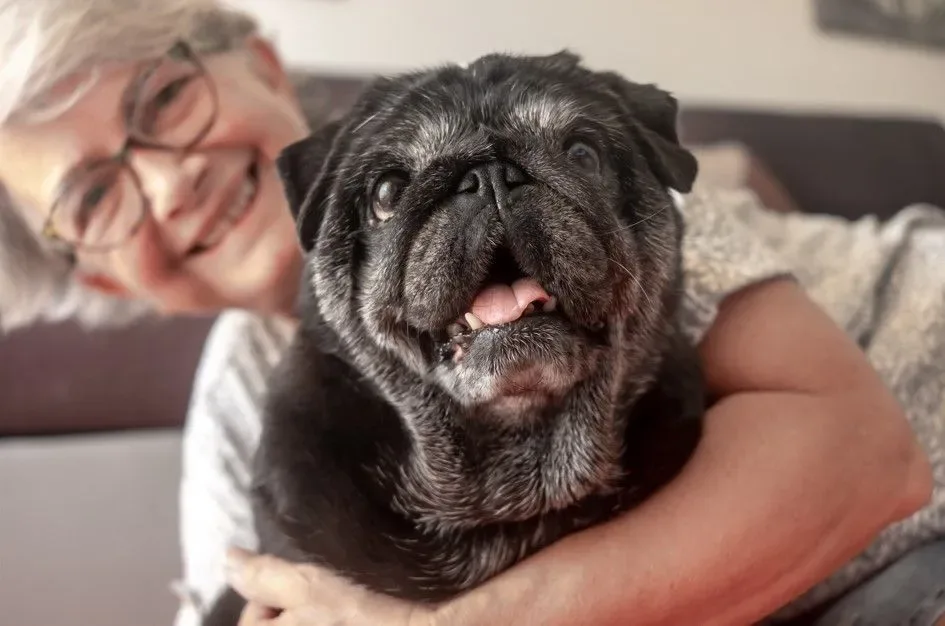 Cachorros ficam nervosos e sentem tristeza quando ficam sozinhos em casa? Veterinário explica o que acontece com o humor destes animais
